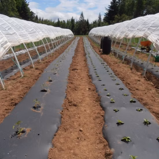 Chinesische Fabrikpreisversorgung Landwirtschaft Silber Schwarz Mulchfolie mit niedrigem Preis